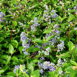Säckelblume 'Gloire de Versailles' (Ceanothus x delilian.)