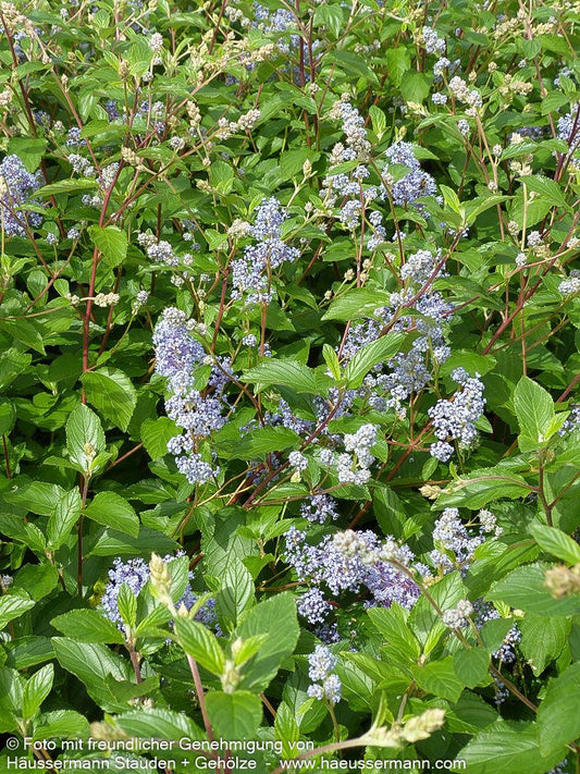 Säckelblume 'Gloire de Versailles' (Ceanothus x delilian.)