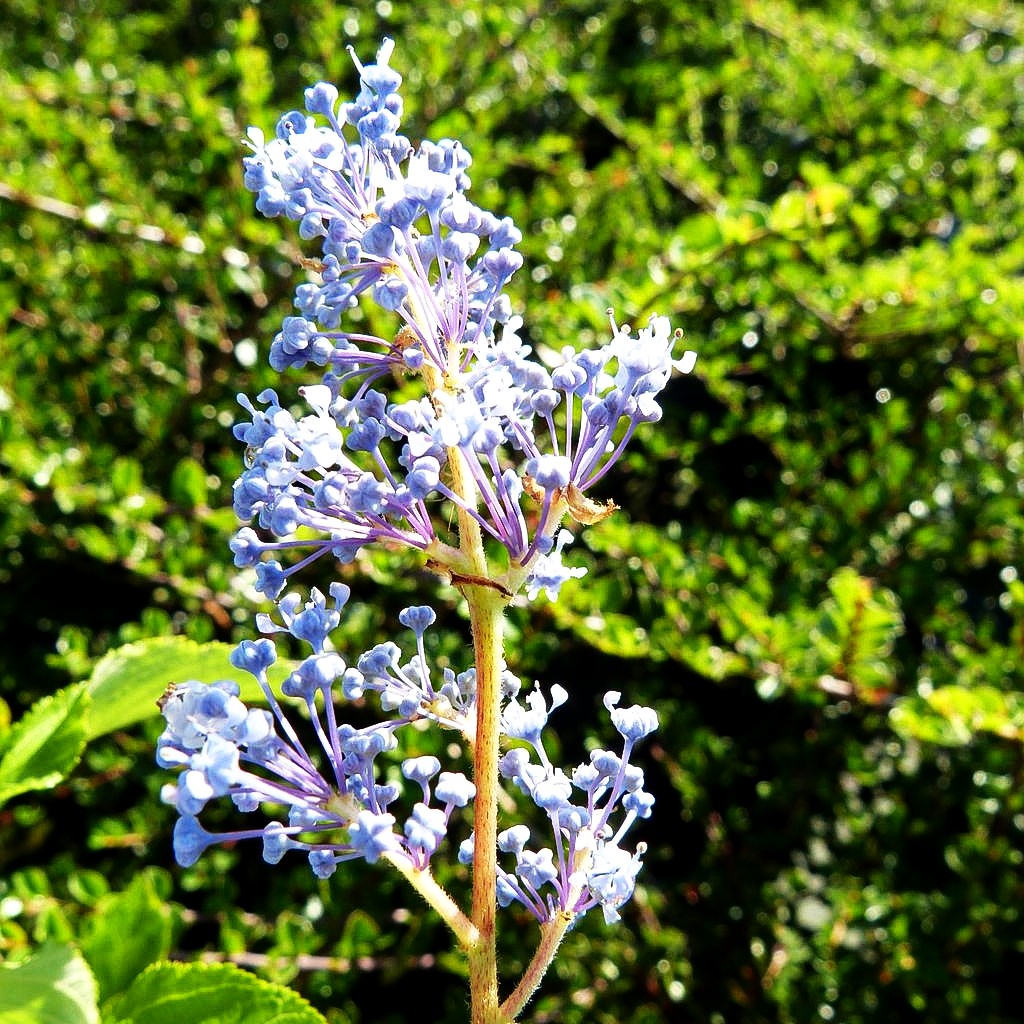 Säckelblume 'Gloire de Versailles' (Ceanothus x delilian.)