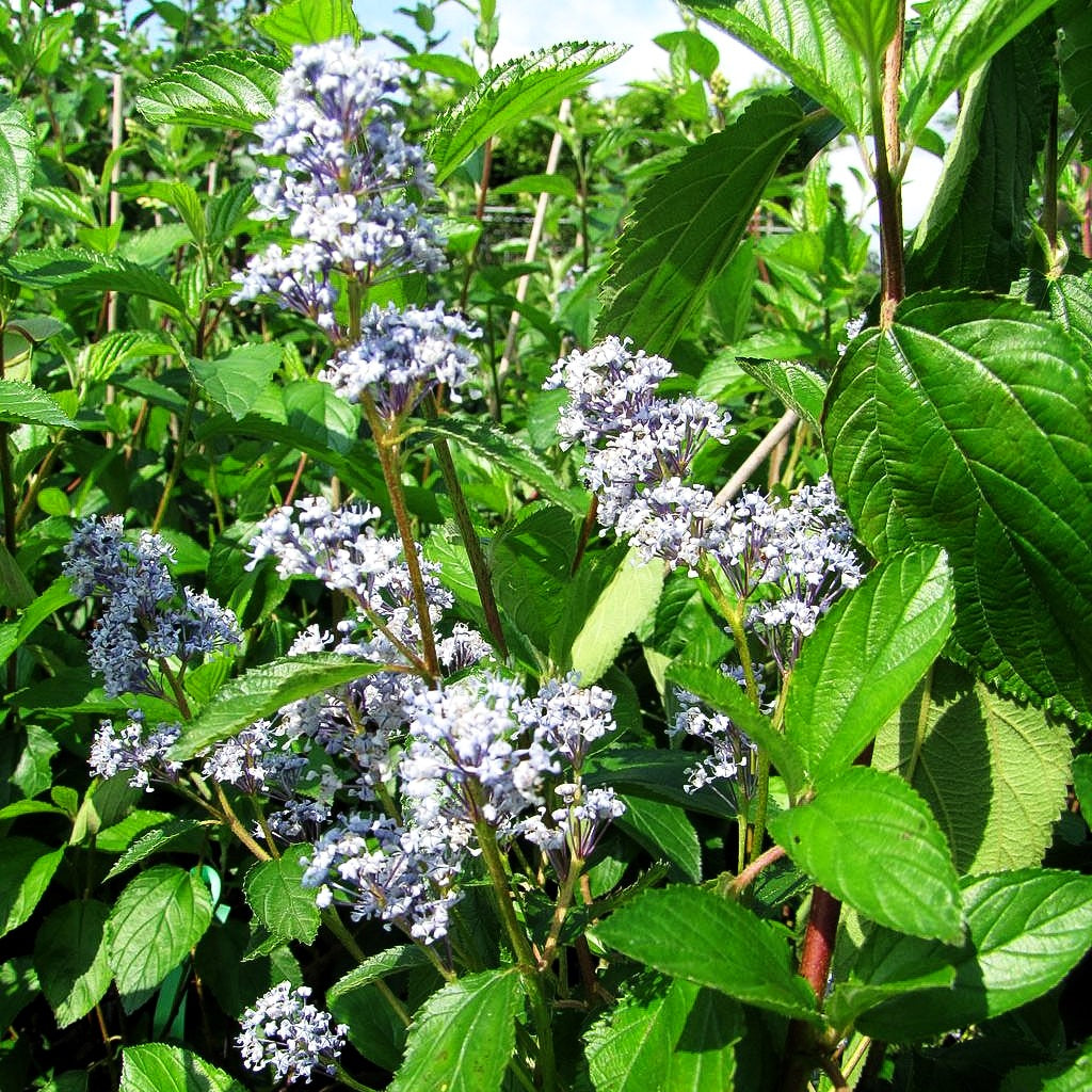 Säckelblume 'Gloire de Versailles' (Ceanothus x delilian.)