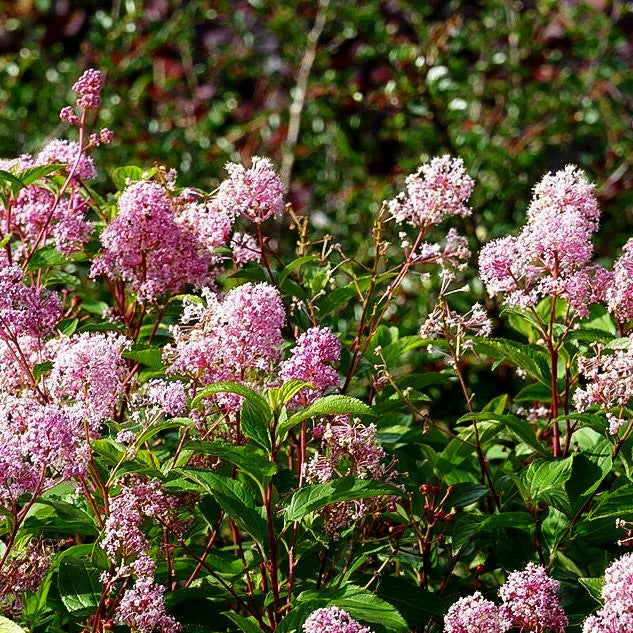 Säckelblume 'Marie Rose' (Ceanothus x pallidus)