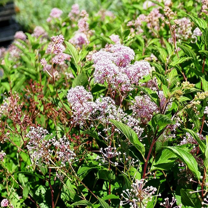 Säckelblume 'Marie Rose' (Ceanothus x pallidus)
