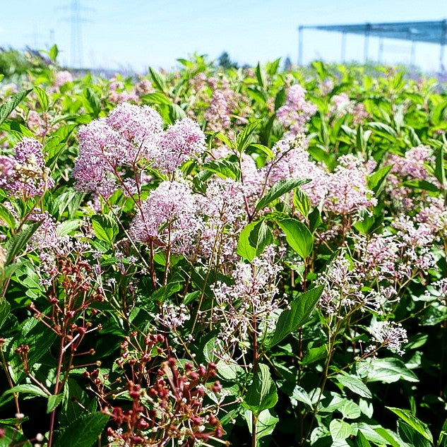 Säckelblume 'Marie Rose' (Ceanothus x pallidus)