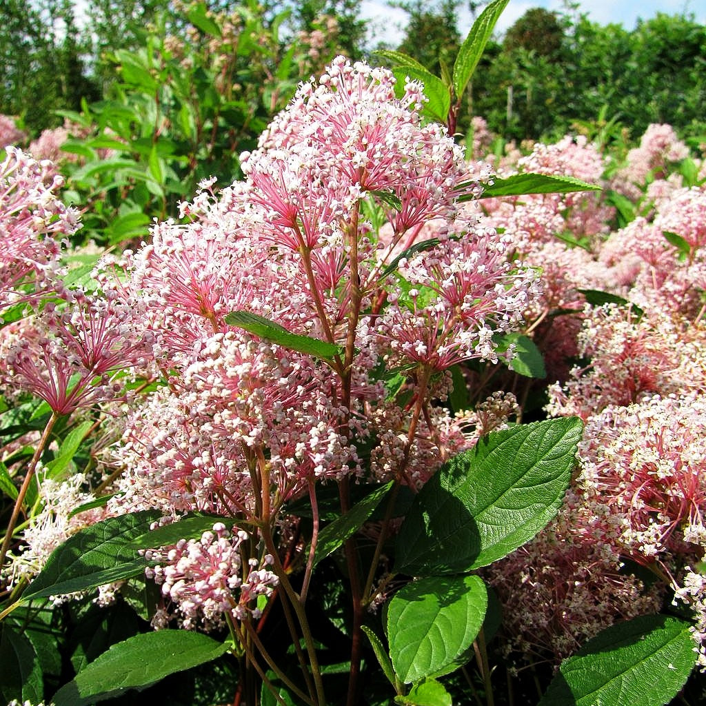 Säckelblume 'Marie Simon' (Ceanothus x pallidus)