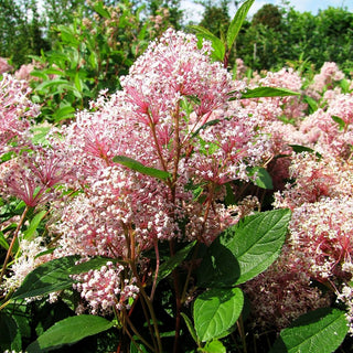 Säckelblume 'Marie Simon' (Ceanothus x pallidus)