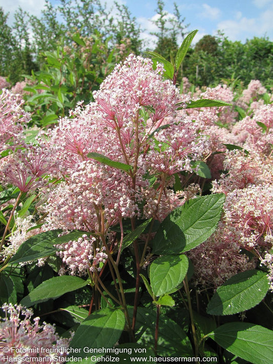 Säckelblume 'Marie Simon' (Ceanothus x pallidus)
