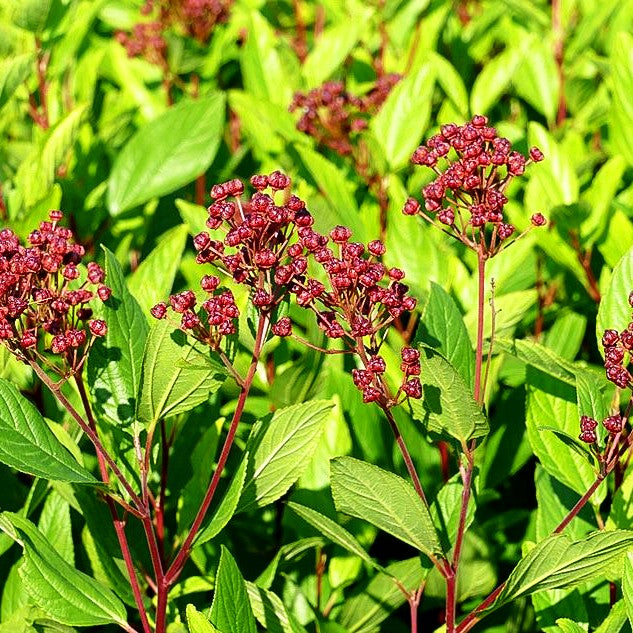 Säckelblume 'Marie Simon' (Ceanothus x pallidus)