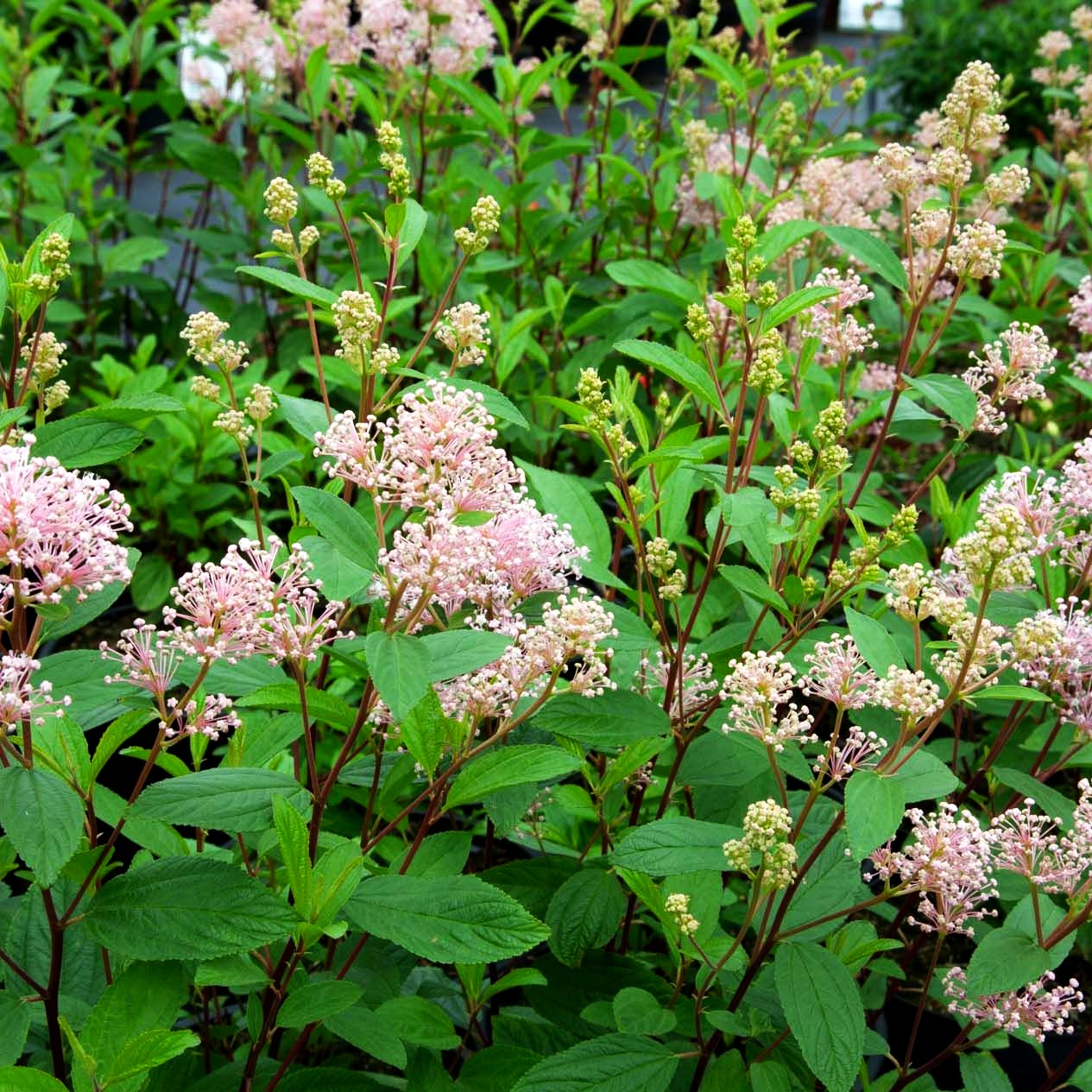 Säckelblume 'Marie Simon' (Ceanothus x pallidus)
