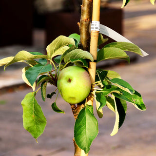 Säulen-Apfel 'Red River' (Malus)