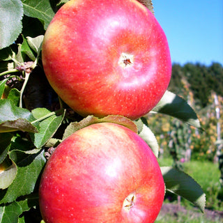 Säulen-Apfel 'Sonate' (Malus)