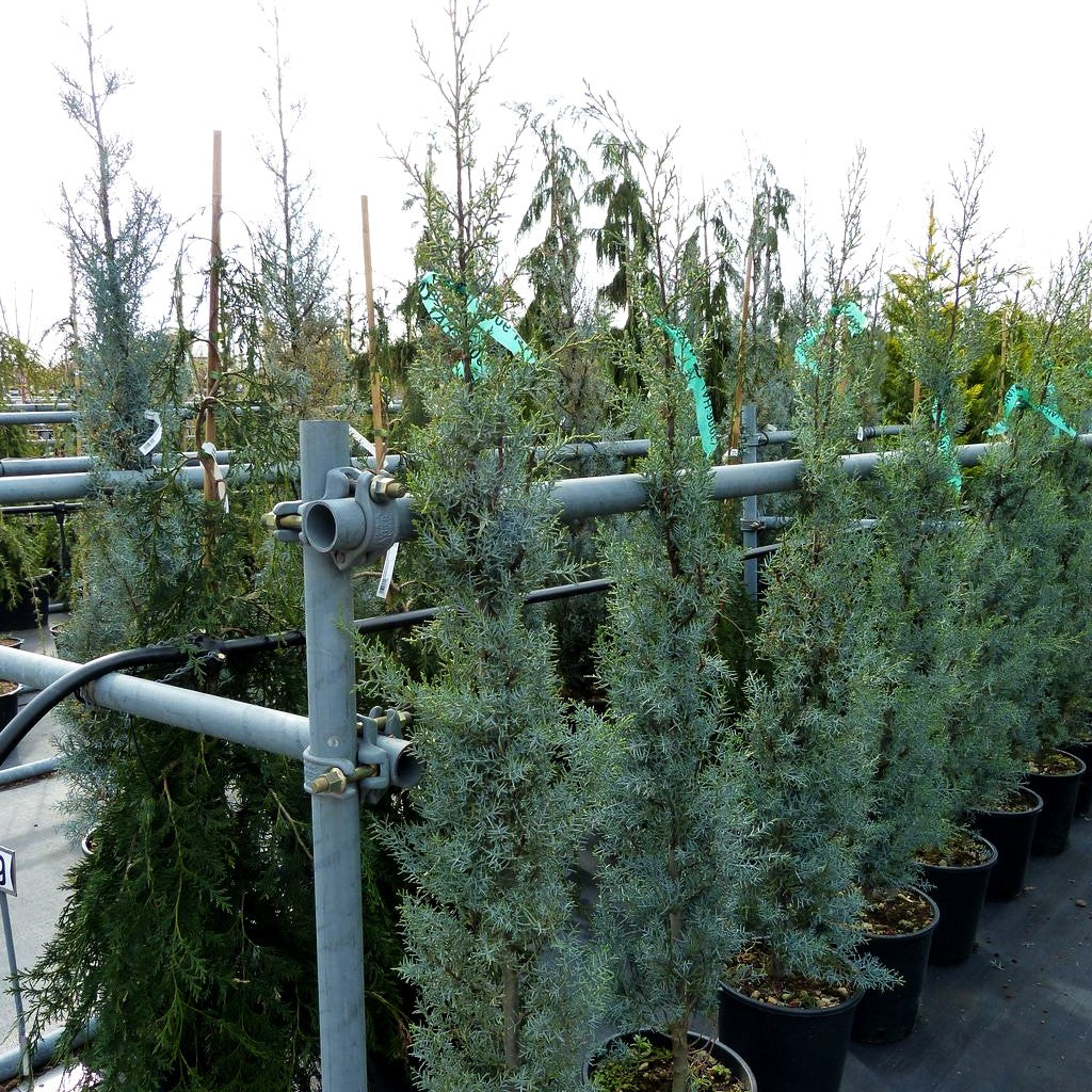 Säulen-Arizona-Zypresse 'Fastigiata' (Cupressus arizonica)