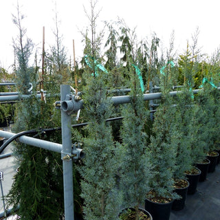 Säulen-Arizona-Zypresse 'Fastigiata' (Cupressus arizonica)
