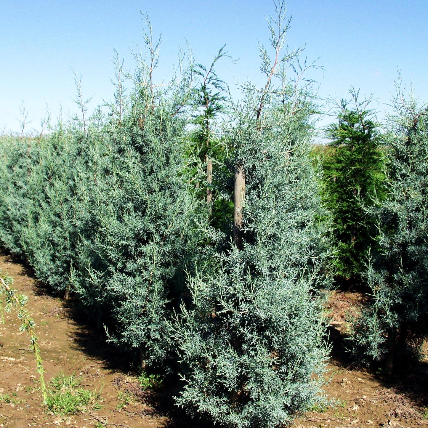 Säulen-Arizona-Zypresse 'Fastigiata' (Cupressus arizonica)