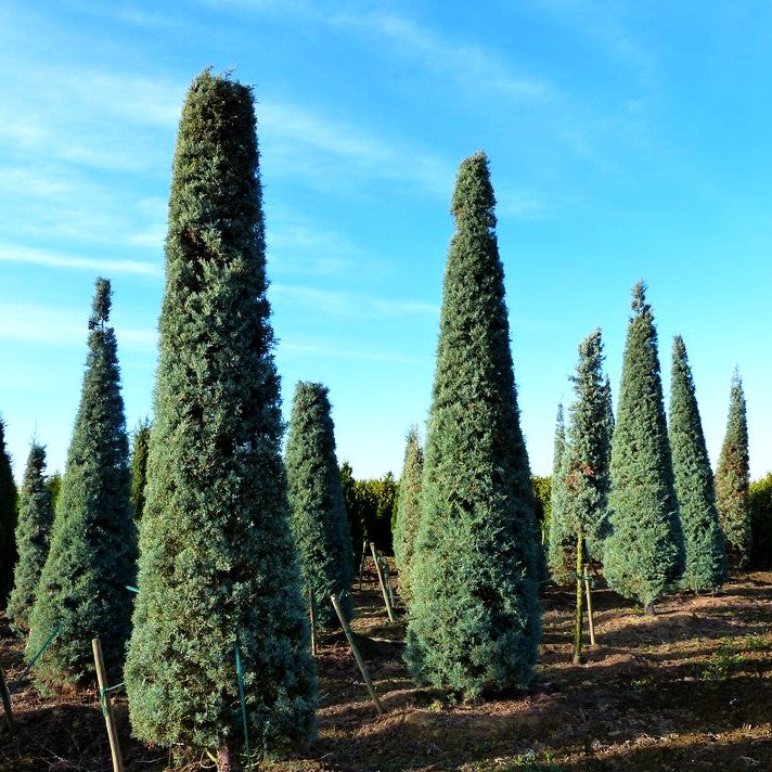 Säulen-Arizona-Zypresse 'Fastigiata' (Cupressus arizonica)