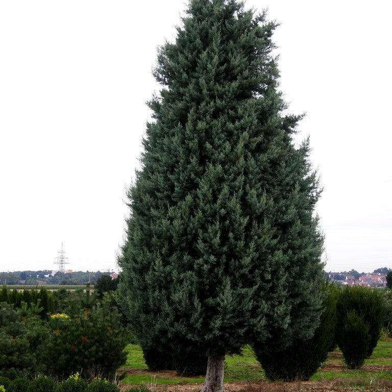 Säulen-Arizona-Zypresse 'Fastigiata' (Cupressus arizonica)