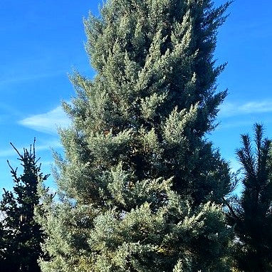 Säulen-Arizona-Zypresse 'Fastigiata' (Cupressus arizonica)