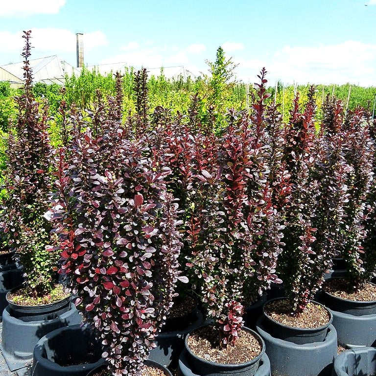 Säulen-Berberitze 'Red Torch' (Berberis thunbergii)