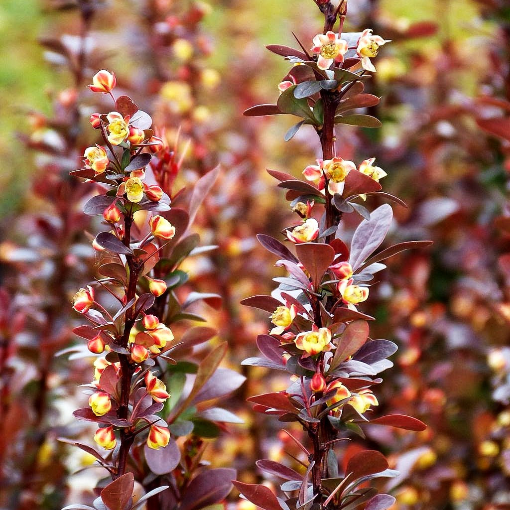 Säulen-Berberitze 'Red Torch' (Berberis thunbergii)