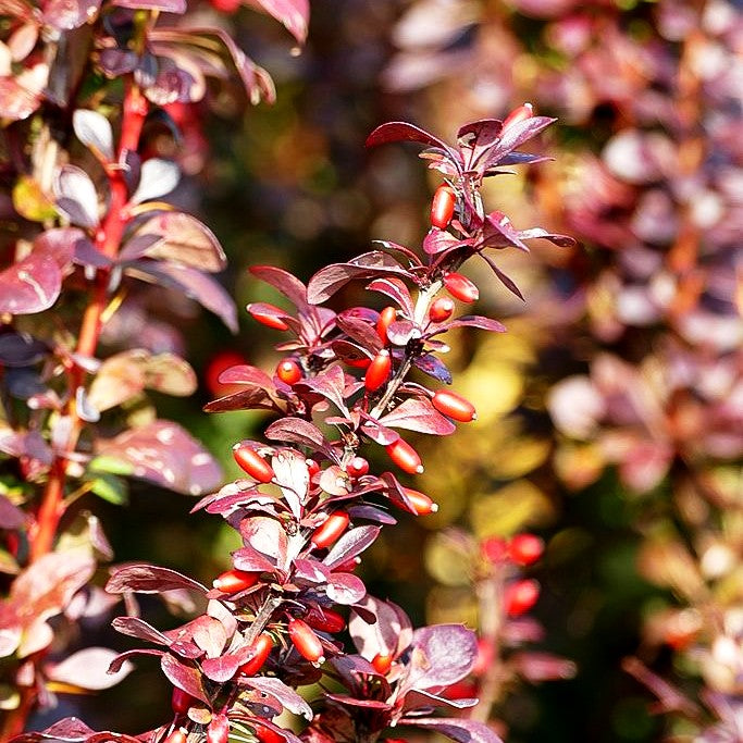 Säulen-Berberitze 'Red Torch' (Berberis thunbergii)