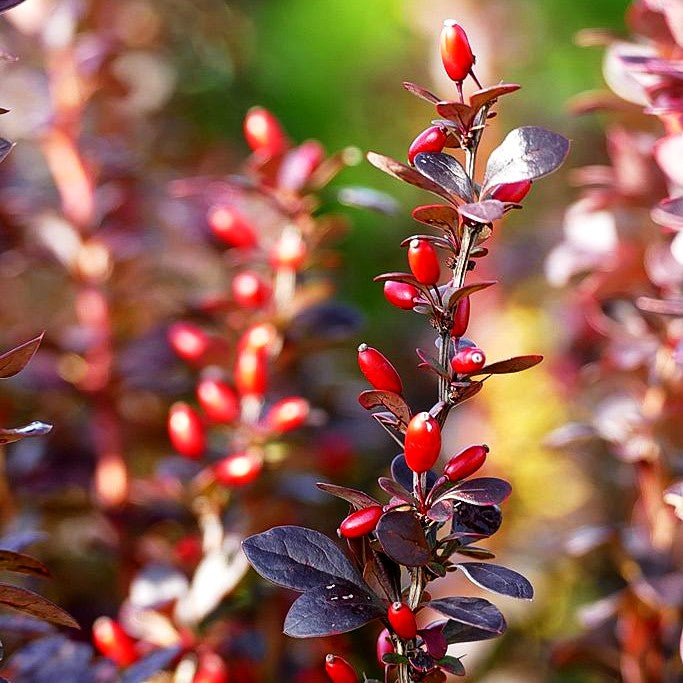 Säulen-Berberitze 'Red Torch' (Berberis thunbergii)
