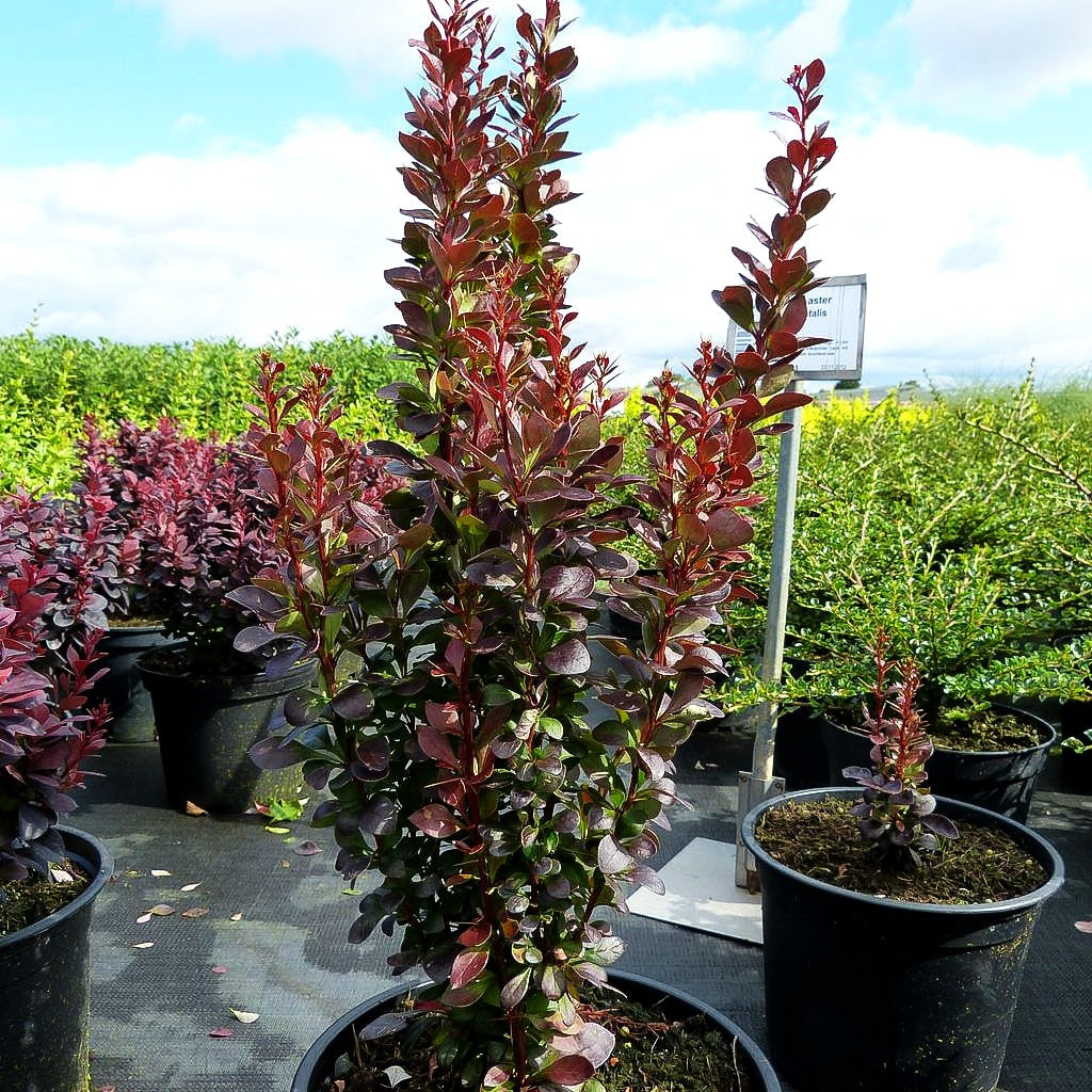Säulen-Berberitze 'Red Torch' (Berberis thunbergii)