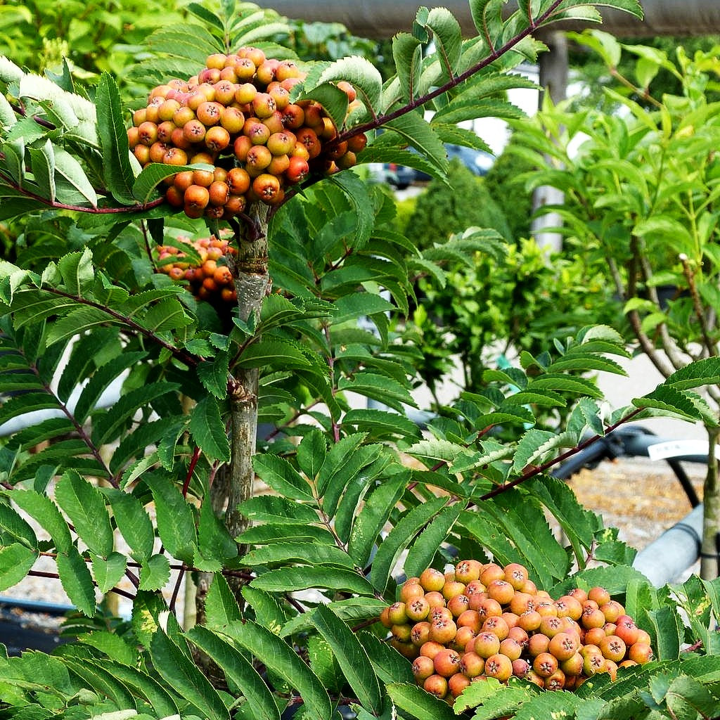 Säulen-Eberesche 'Fastigiata' (Sorbus aucuparia)
