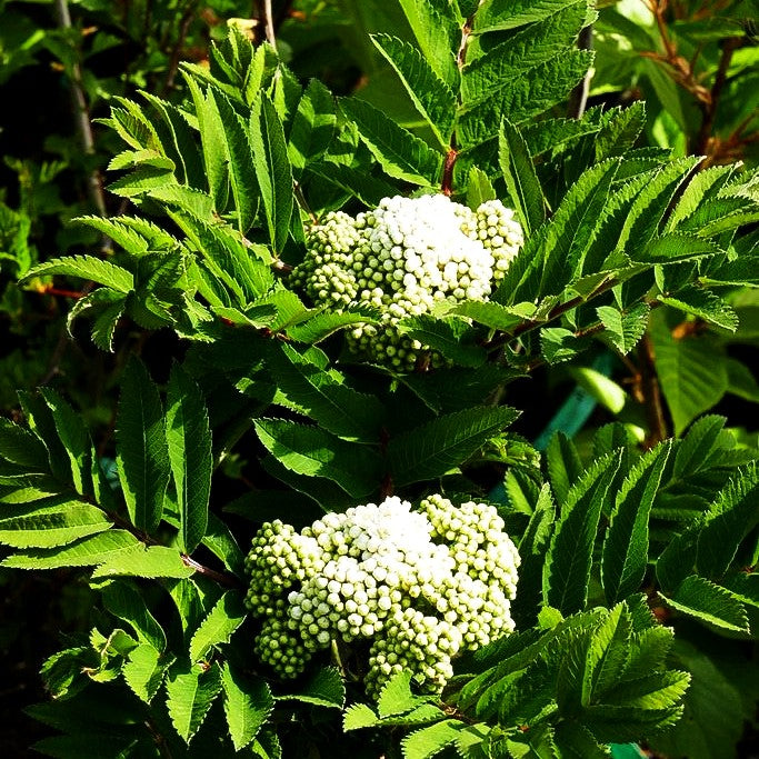 Säulen-Eberesche 'Fastigiata' (Sorbus aucuparia)