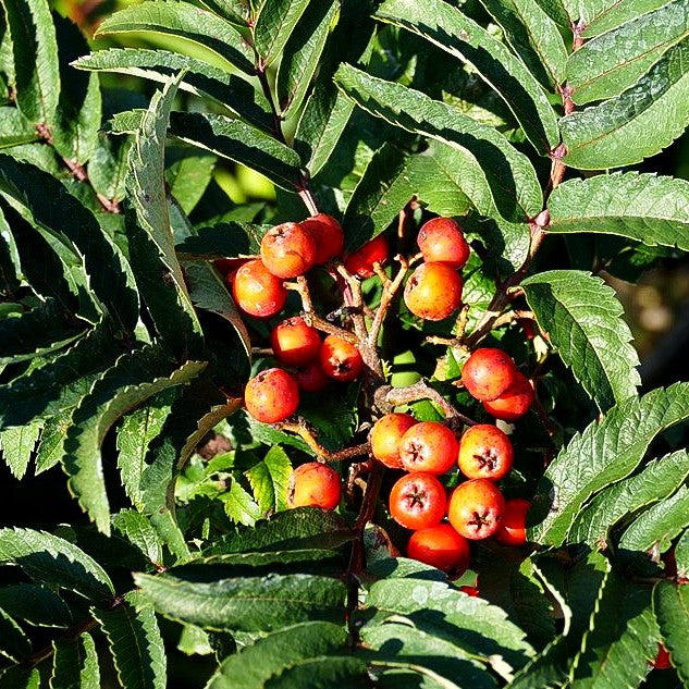 Säulen-Eberesche 'Fastigiata' (Sorbus aucuparia)