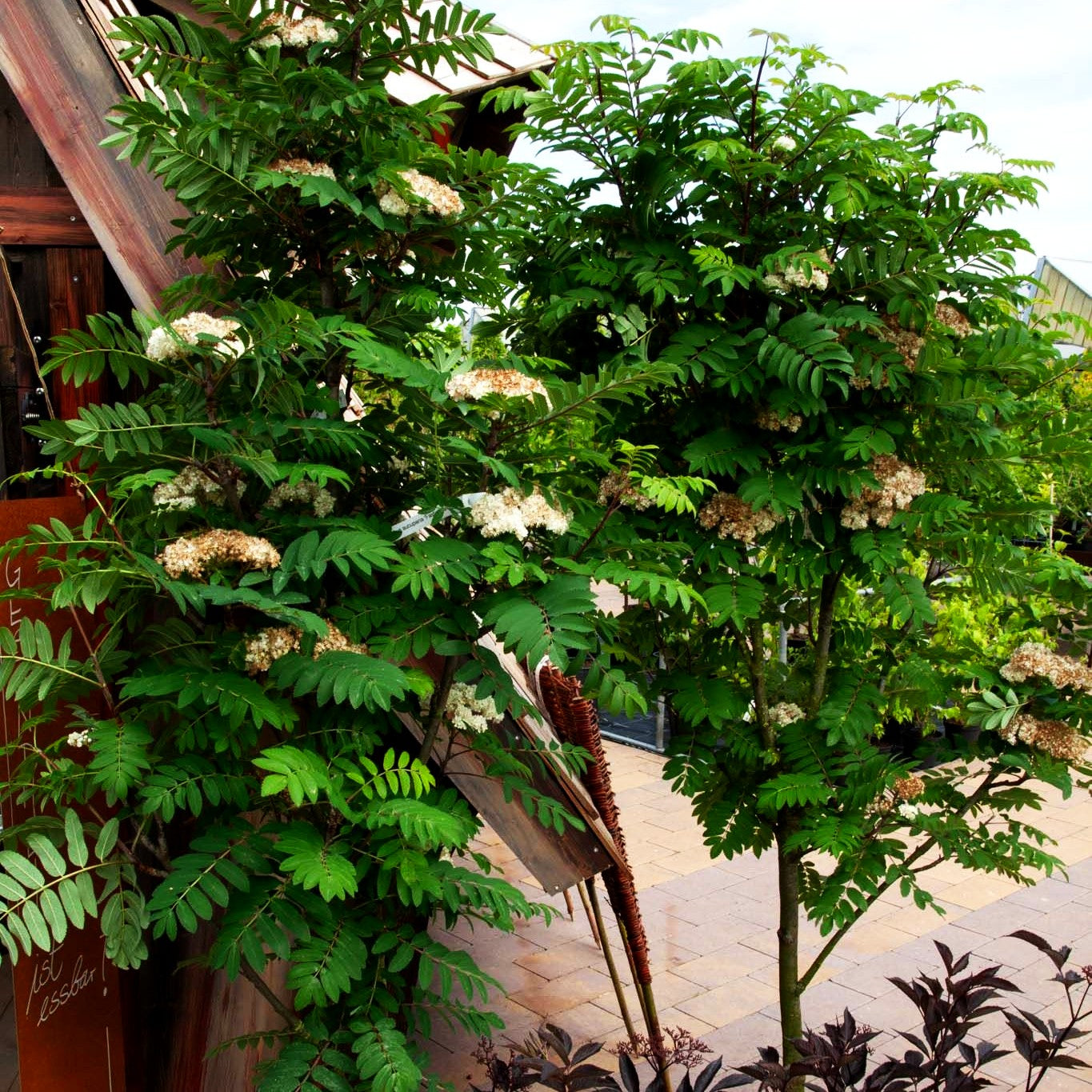 Säulen-Eberesche 'Fastigiata' (Sorbus aucuparia)