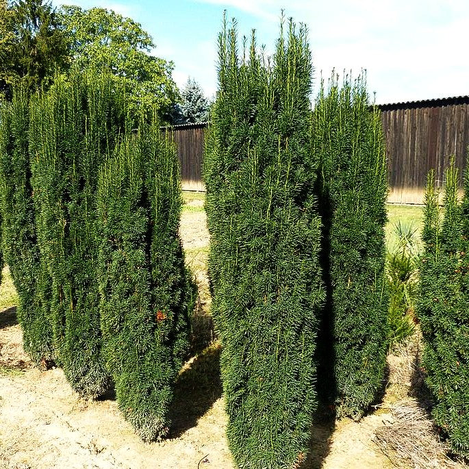 Säulen-Eibe 'Fastigiata Sibirica' (Taxus baccata)