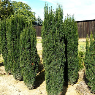 Säulen-Eibe 'Fastigiata Sibirica' (Taxus baccata)