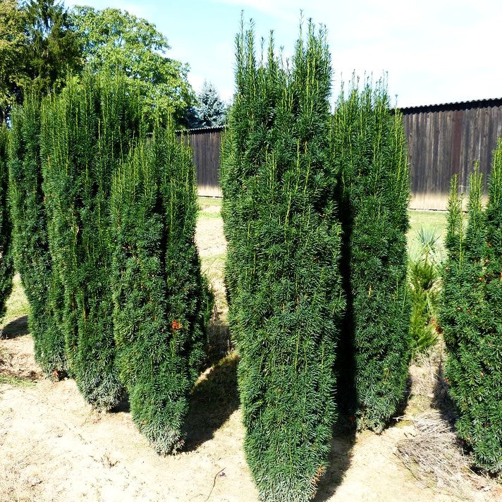 Säulen-Eibe 'Fastigiata Sibirica' (Taxus baccata)