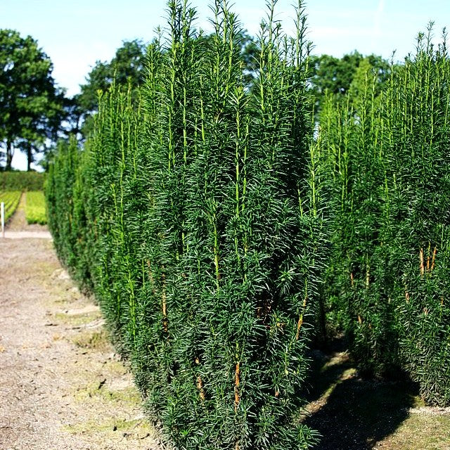 Säulen-Eibe 'Fastigiata Sibirica' (Taxus baccata)