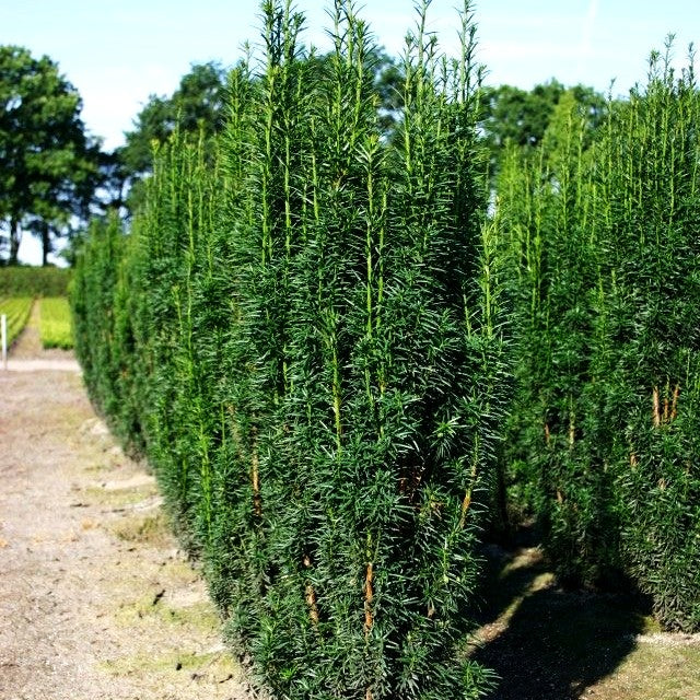Säulen-Eibe 'Fastigiata Sibirica' (Taxus baccata)