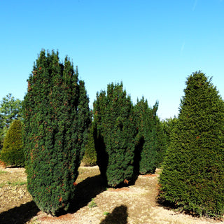 Säulen-Eibe 'Fastigiata' (Taxus baccata)
