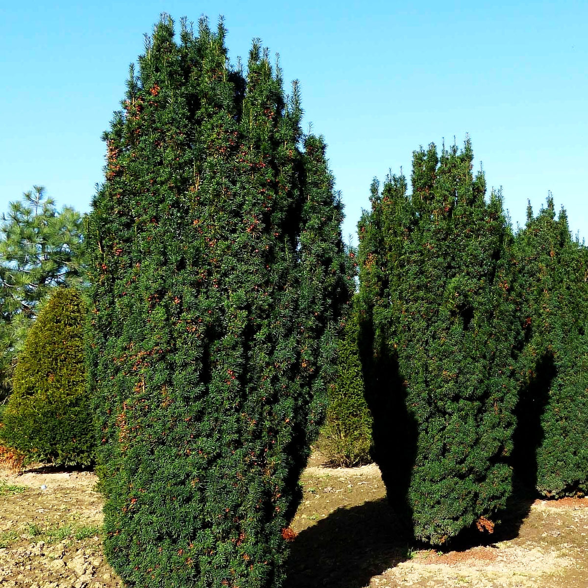 Säulen-Eibe 'Fastigiata' (Taxus baccata)