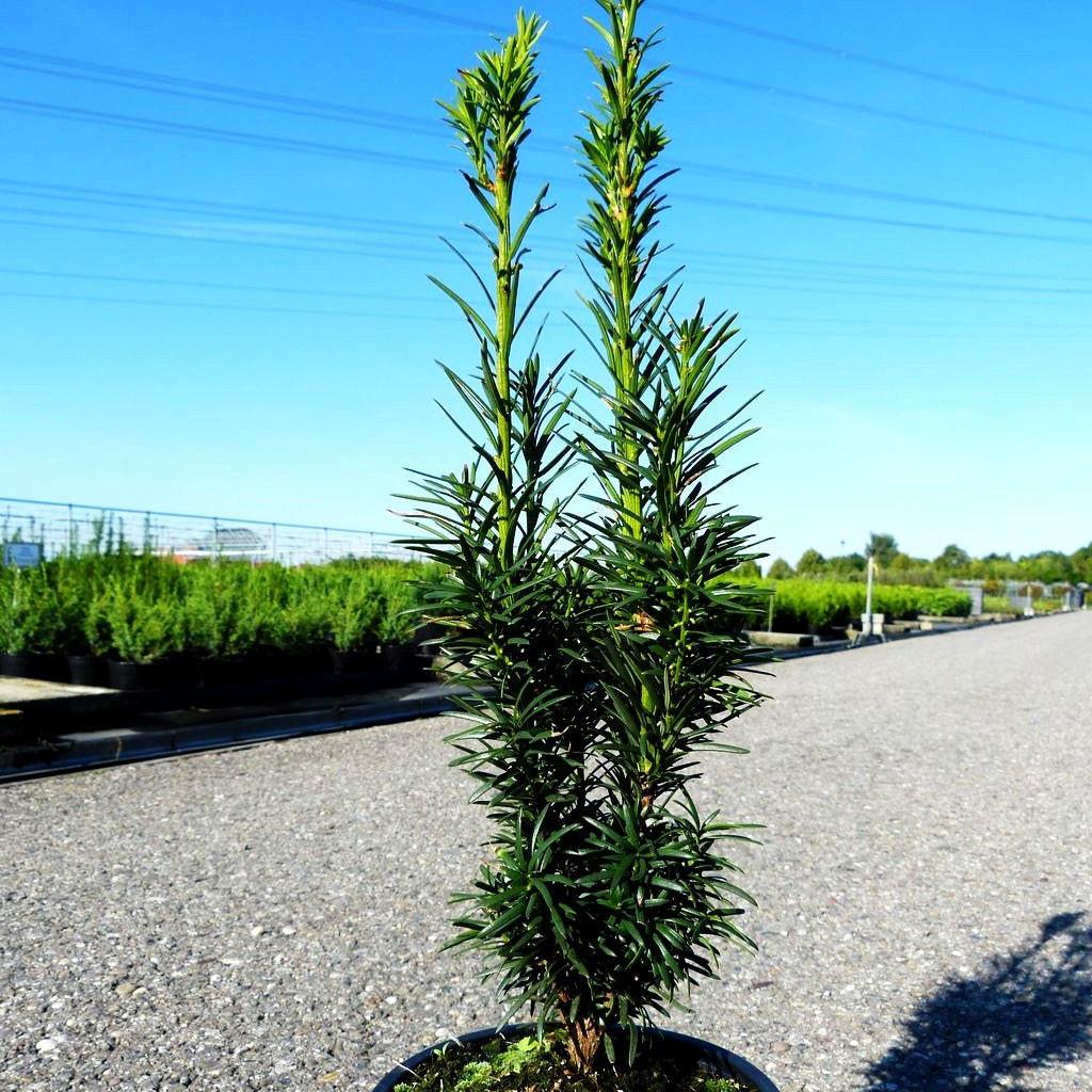 Säulen-Eibe 'Fastigiata' (Taxus baccata)