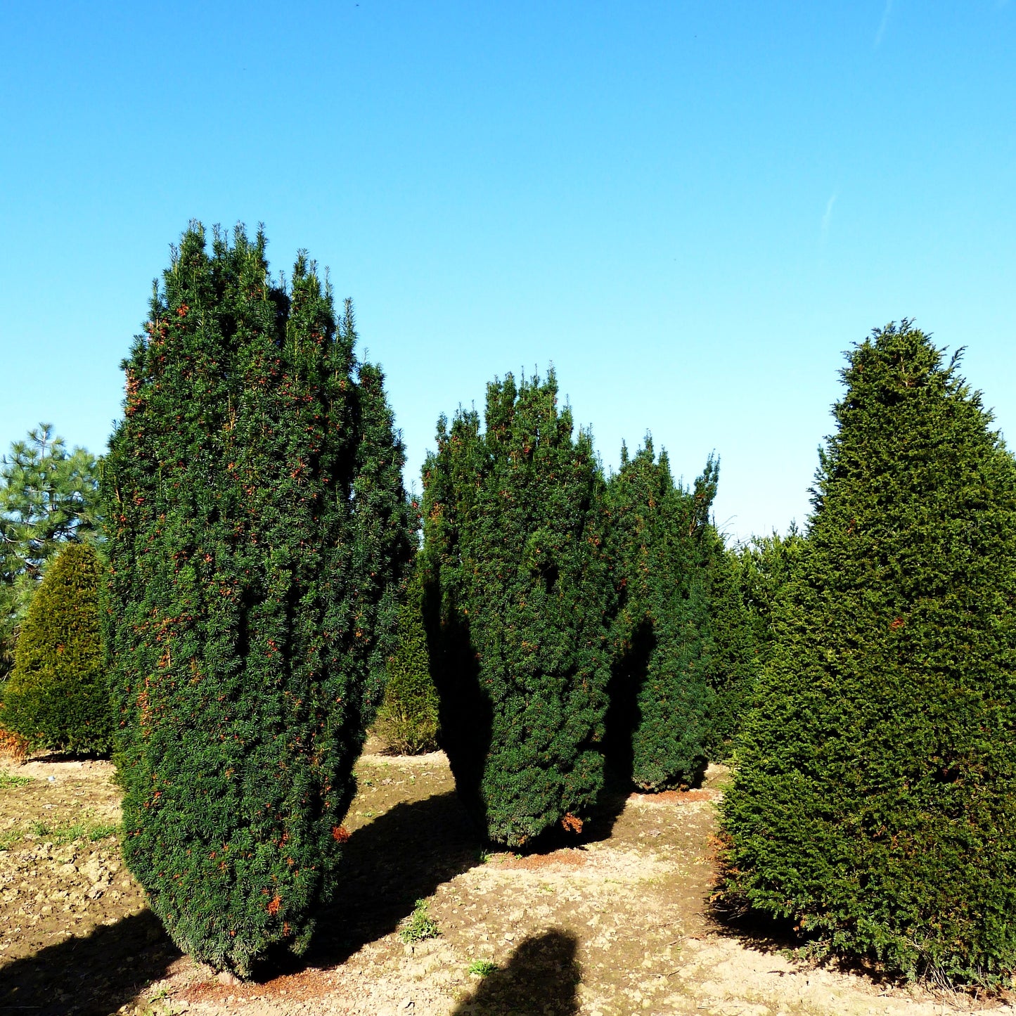 Säulen-Eibe 'Fastigiata' (Taxus baccata)