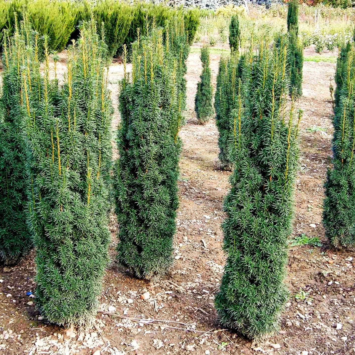 Säulen-Eibe 'Fastigiata' (Taxus baccata)