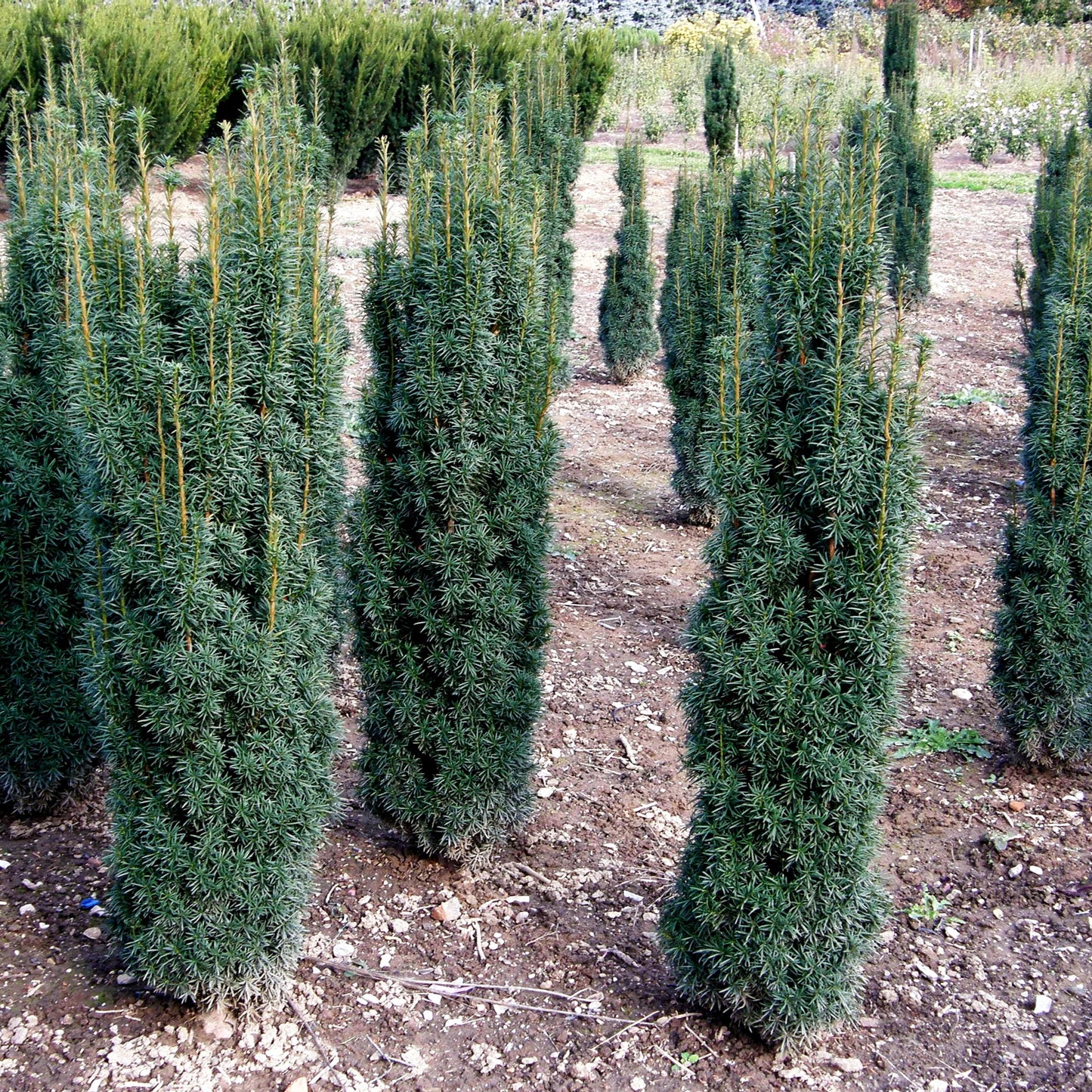 Säulen-Eibe 'Fastigiata' (Taxus baccata)