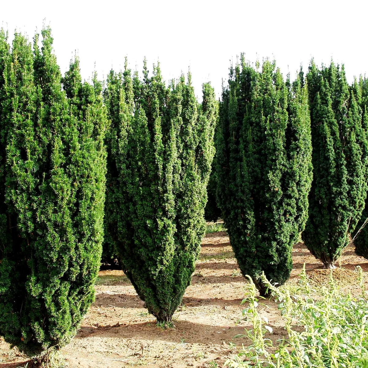 Säulen-Eibe 'Fastigiata' (Taxus baccata)