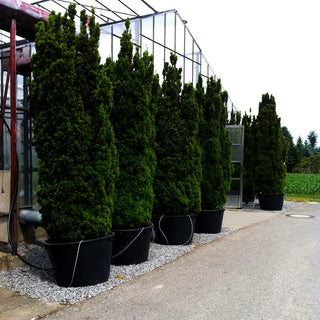 Säulen-Eibe 'Stricta Viridis' (Taxus media)