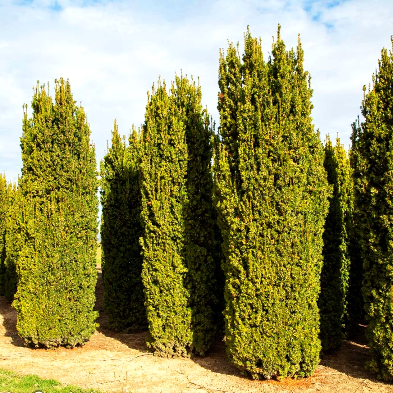 Säulen-Eibe 'Stricta Viridis' (Taxus media)