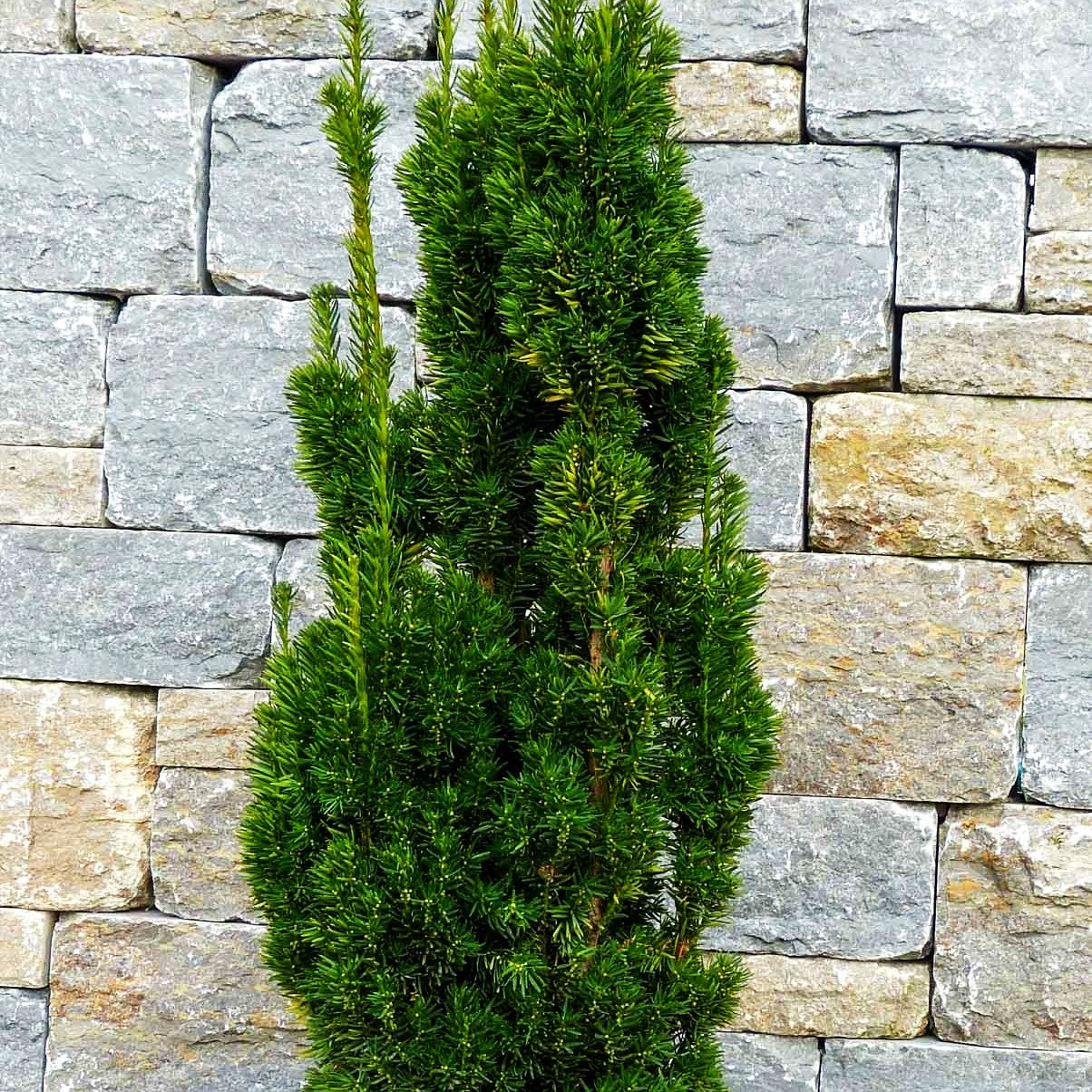 Säulen-Eibe 'Stricta Viridis' (Taxus media)