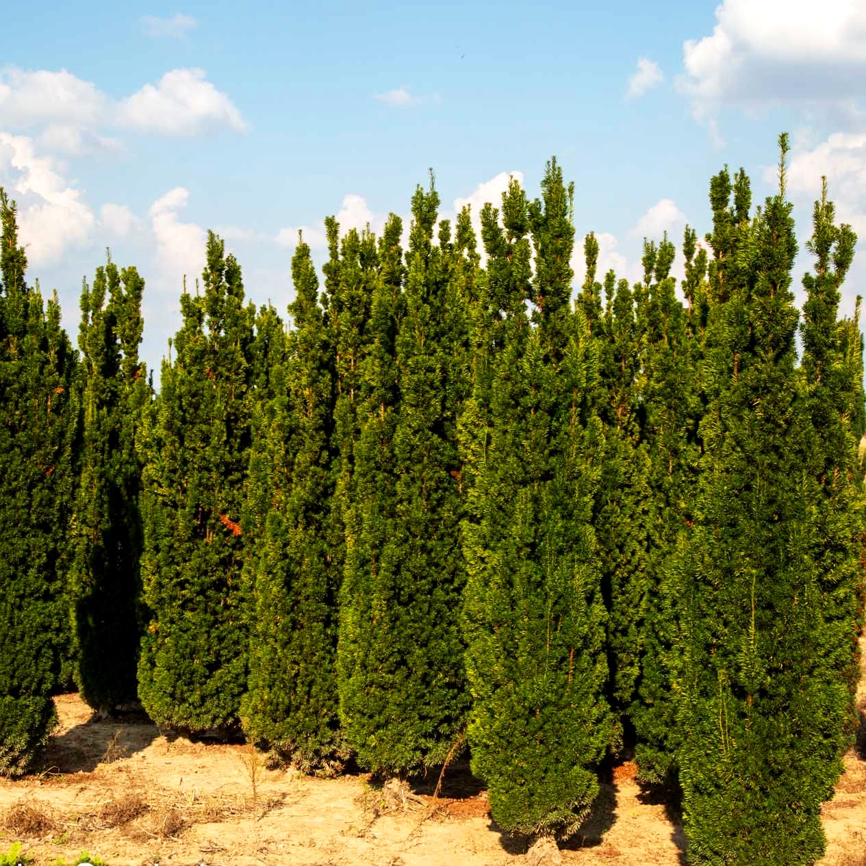 Säulen-Eibe 'Stricta Viridis' (Taxus media)
