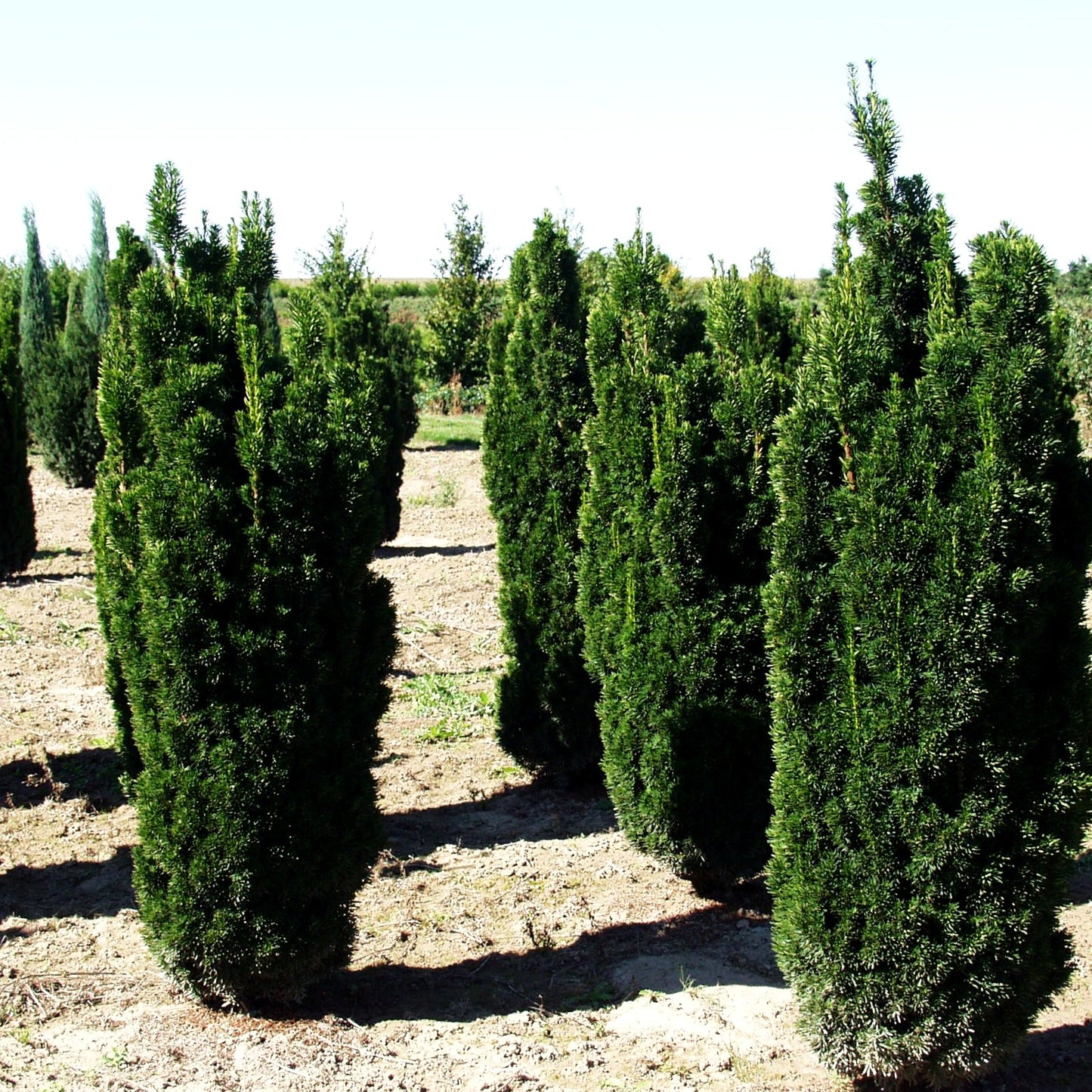 Säulen-Eibe 'Stricta Viridis' (Taxus media)