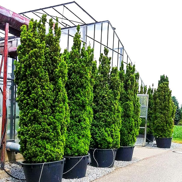 Säulen-Eibe 'Stricta Viridis' (Taxus media)