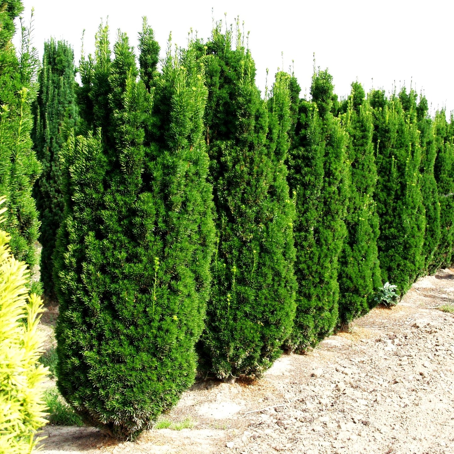 Säulen-Eibe 'Stricta Viridis' (Taxus media)