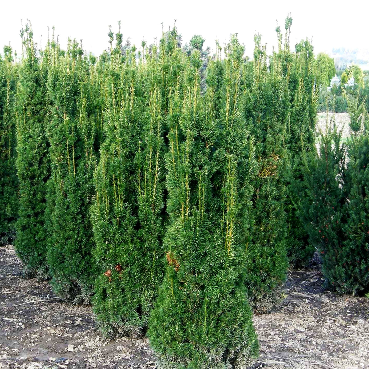 Säulen-Eibe 'Stricta Viridis' (Taxus media)