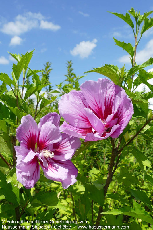 Säulen-Eibisch 'Flower Tower Purple' (Hibiscus syr.)